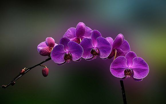 yy账号查询系统