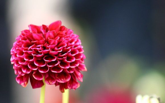 苹果手机挂失怎么挂